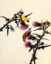 POSTER BIRDS OF AMERICA AUDUBON AMERICAN GOLDFINCH VINTAGE REPRO FREE S/H