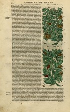 Antique Print-Botany-Medlar-Pear-Mattioli-p. 164-Anonymous-1572