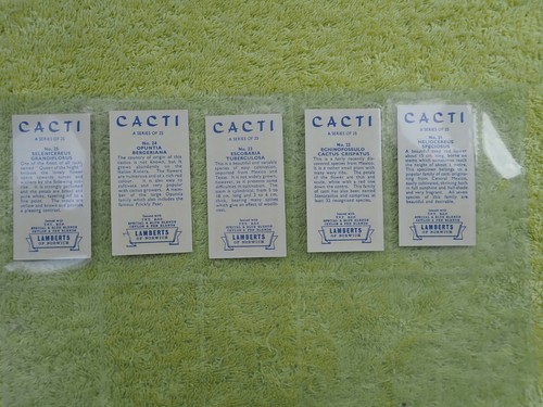 LAMBERTS OF NORWICH 1962 CACTI - Full Set 25 Trade Cards CAT £10 - Picture 7 of 7