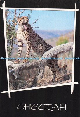 D280620 Südafrika Gepard Tierleben Constantia Greetings Pty Ltd W Knirr