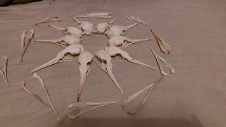 British shag Phalacrocorax aristoteli Skull Art Craft Curio Taxidermy UK Legal