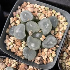 Haworthia Maughanii Frost de 2,5"", plantas suculentas vivas, plantas raras