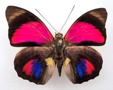 Agrias claudina croesus - AgriasButterflies.com