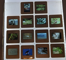 14 Vintage 1989 slides various wildlife organism nature landscapes