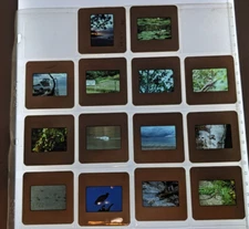 14 Vintage 1989 slides various wildlife organism nature landscapes