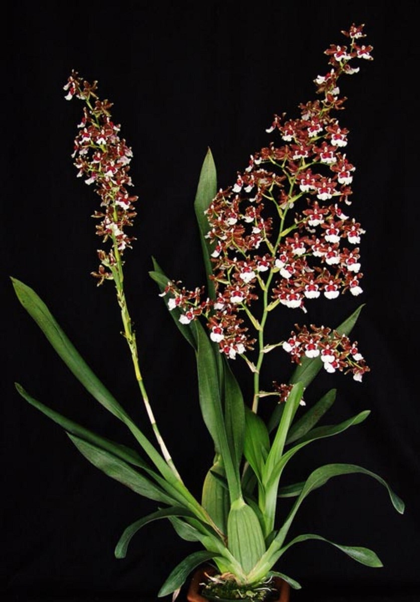 Oncidium Pacific Pagan 'Kilauea', Orchid Plant Shipped in 2.5
