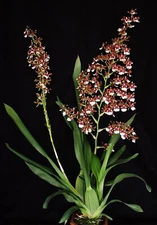 Oncidium Pacific Pagan 'Kilauea',  Orchid Plant Shipped in 2.5" Pot