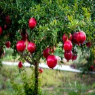 20 DWARF Pomegranate Tree Seeds (Punica granatum) Nana Garden Fruit House Plant