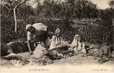 CPA AK La Tonte des Moutons ALGERIA (1389764)