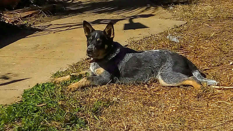 gumtree blue heeler