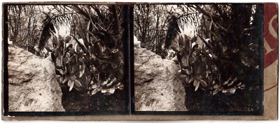 Marokko.Marocco.Oasis.Cactus.Stereo Ansicht Silberpapier 6x13.Stereoview.Silver.
