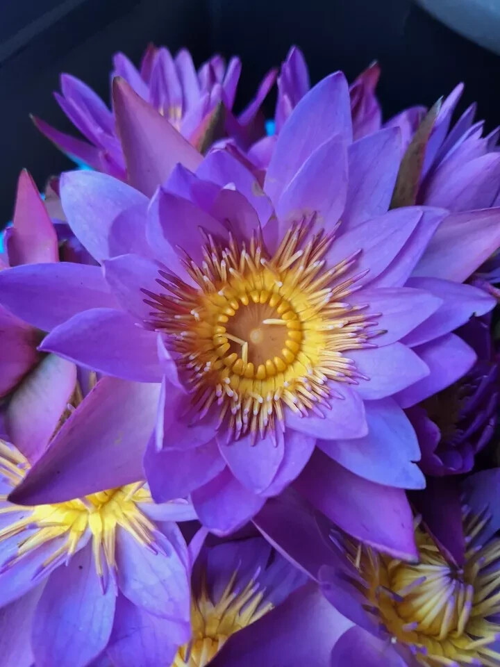 4oz blue lotus dried flower