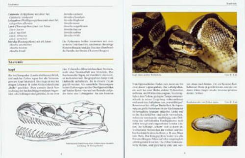 Thumbnail - Python Regius. Der Königspython Thomas Kölpin 9783931587673