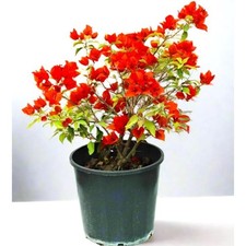 PLANT NOOK Bougainvillea  Double Red  Live Plant 2-Pack  Deep Red Double-Bract