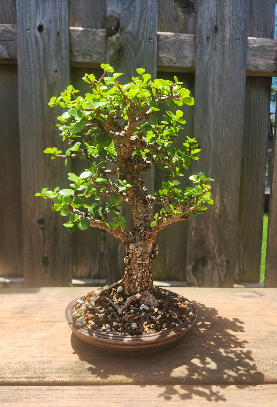 5 pcs Rooted Cork Bark Portulacaria Afra Cuttings Dwarf Jade Bonsai (ID