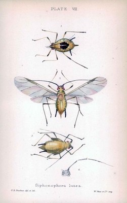 1881 Antique Lithograph APHID Insects Beetle SIPHONOPHORA LUTEA Female (BA67)