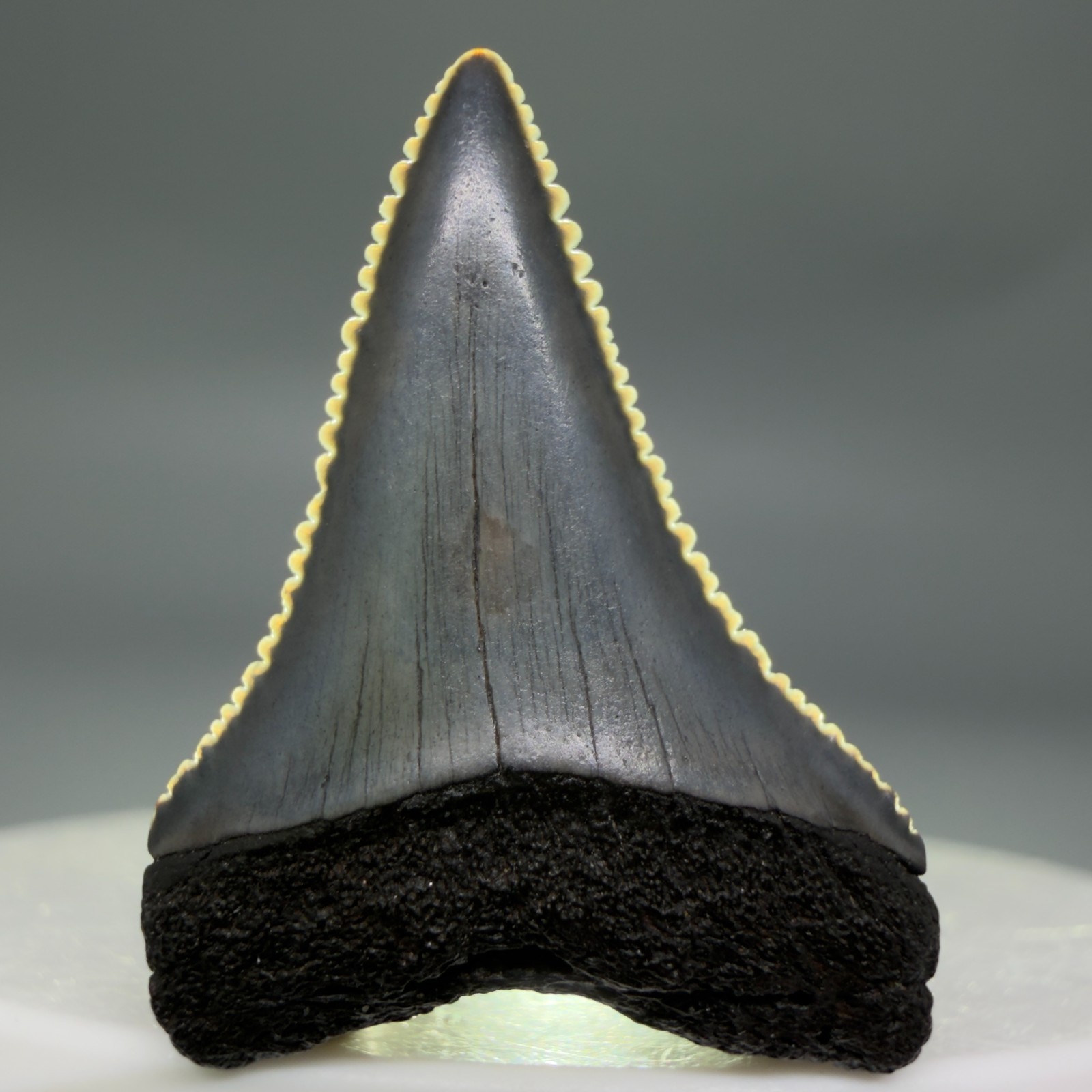Uncommon, dark colors 1.24" Fossil GREAT WHITE Shark Tooth - Venice, FL
