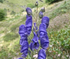 MONKSHOOD BLUE Aconitum Napellus - 20 Seeds