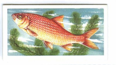 FRESHWATER FISH No 8 1960 BROOKE BOND PG TIPS TEA CARDS PICK OF EXACT SCANS