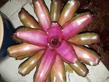 Neoregelia LILA Bromeliad one tropical plant MEDIUM 