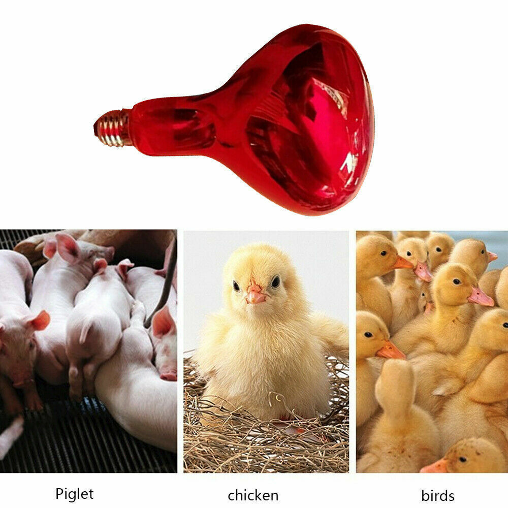 250W Infrared Heat Lamp Poultry, Puppies, Dog Kittens Piglets Animals
