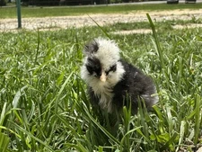 6 Show Quality Silkie Chicken Hatching Eggs Lavender Mottled, Etc Possible Frizz