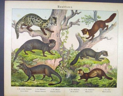 Original alter antiker Druck Waschbär bloße Katze Mungo deutsche Farbkunst