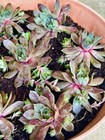 Foto 5 di 10
