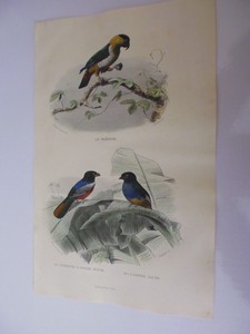 Détails Sur Gravure Couleur 19 Buffon Oiseauxmaipouricouroucou A Ventre Rouge Ou Jaune