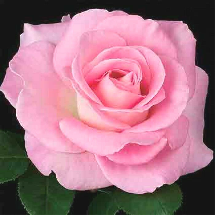 Pink Hydrangea and Rose Hand and Body Butter Lotion Cream, 4 oz  jar - NEW!