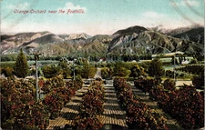 Postcard Aerial View Orange Orchard near the Foothills California