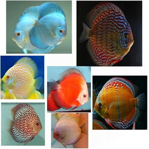 discus fish ebay