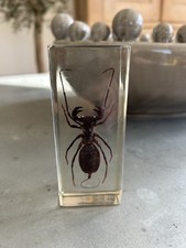 Large Bug in Resin Block
