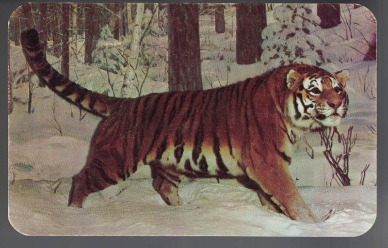 PC-5779**Vtg. PC **The American Museum of Natural History** New York City, NY