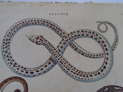 SEVERUS VIPER SCHLANGE HANDKOLORIERTER STICH 1802 ! DEFEKT SLYTHERIN ?  H TÖPFER