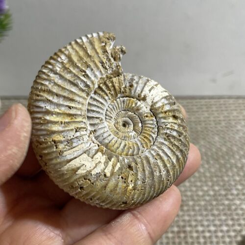 76g Natural conch specimens from Madagascar Rough without any treatment - Picture 9 of 9