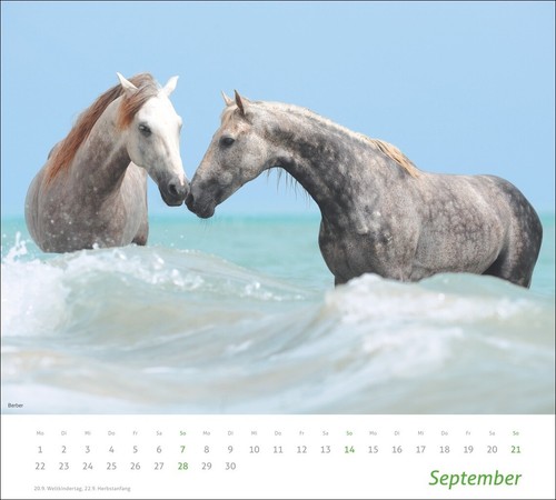 times&more Pferde Bildkalender mit großartigen Aufnahmen 2025 - Bild 10 von 12