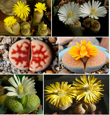 Kakteen, Sukkulenten Samen, LITHOPS Mischung,  lebende Steine, neue Ernte