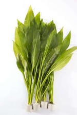 Amazon Swords  - Tropical Water Live Aquarium Plants