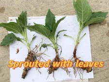 5 Organic Sprouted Jerusalem Artichoke, small sunchoke plant,  ready to plant