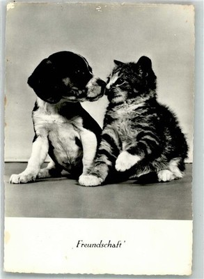 38181785 - Beagel Puppy Kitten Friendship Dog