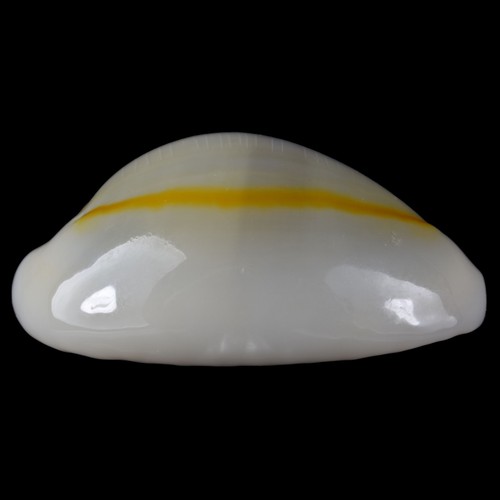 CYPRAEA (Monetaria) ANNULUS (Samar, Philippines) 18.1mm #47096 - Picture 4 of 4