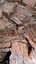 Pine Bark Sheets - Approximately 1 Sq-ft Florestry - Arts And Crsfts