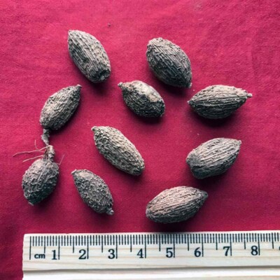 XYP Sharen Sha Ren  砂仁 100Gram