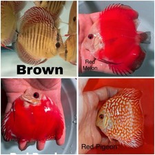 Pack of 4 Discus Fish 3.5  -4   - Live Fish Aquarium Overnight Shipping
