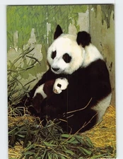 Postcard Giant Panda & Baby