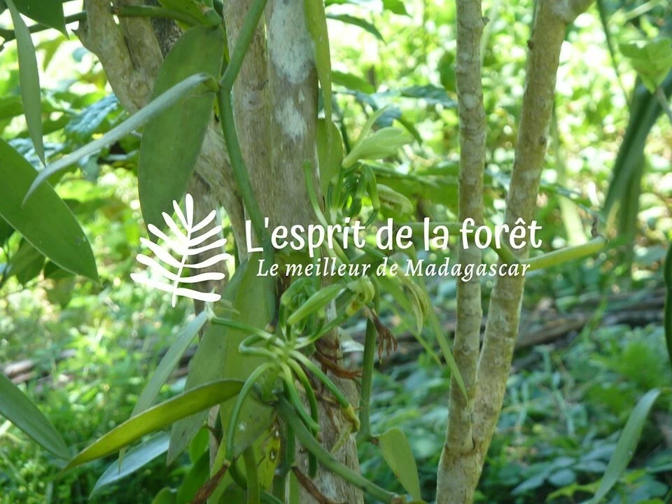 20 Bourbon Vanilla Pods from MADAGASCAR Gourmet Grade A 16/18 cm - Image 3 of 4