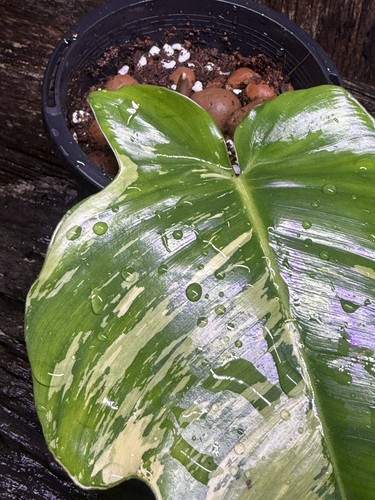 Premium Rare Philodendron squamiferum Variegated - Picture 2 of 8