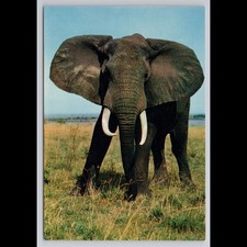 Vintage Postcard African Fauna Elephant Unposted Scenic Collectible View