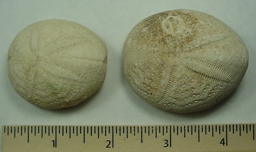 2 - Eupatagus Mooreanus Echinoids from West Central Florida